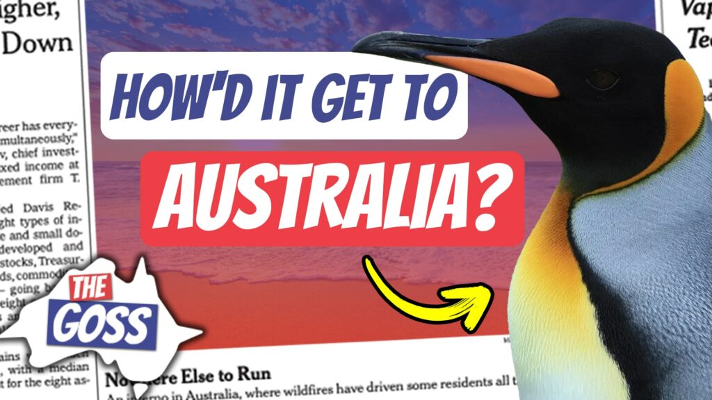 ae 1265, aussie english podcast, australian english, learn english online course, learn english podcast, learn language podcast, ESL podcast, Learn English, Australian English, Aussie slang, Australian podcasts, pete smissen, ian smissen, king penguins in australia, what is king penguin, where can king penguins be found, rare sighting animal australia, aussie english the goss