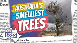 pete smissen, aussie english podcast, learn english australia, learn english with pete, learn language podcast, australian podcast, learn english podcast, learn english online course ian smissen, the goss australia, australia news opinion, smelliest trees, australian sandalwood trees, sandalwood tree, endangered tree sandalwood, snowshoe hare news