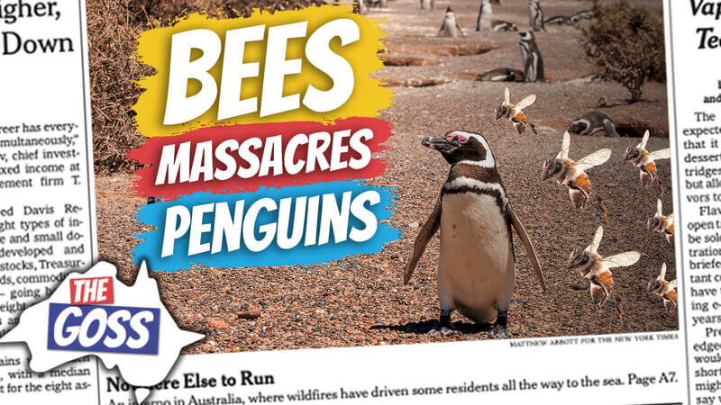 pete smissen, aussie english podcast, learn english australia, learn english with pete, learn language podcast, australian podcast host, learn english podcast, learn english online course,ian smissen, the goss australia, australia news opinion, bees kill endangered penguins, south african penguins, bees kill penguins in cape town, cape town penguins news, endangered penguins