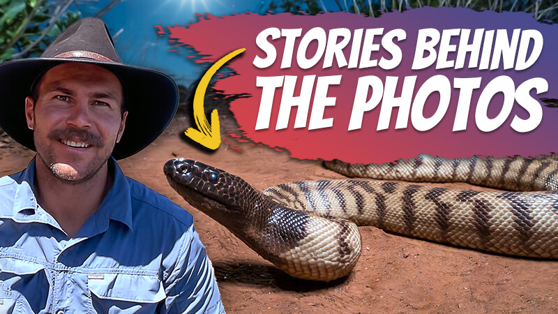 pete smissen, aussie english podcast, learn english australia, learn english with pete, learn language podcast, australian podcast, learn english podcast, learn english online course, interview, ross mcgibbon, snake photographer australia, reptile photography australia, dangerous snakes australia, how to take photo of snake, interview an australian