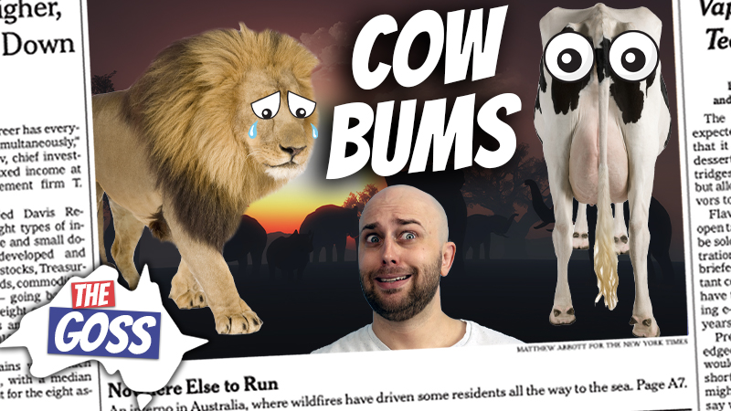 pete smissen, host of the aussie english podcast, ian smissen, the goss australia, drawing eyes on cow butts, i cow project botswana, how to prevent lion attacks on cows, cattle farmers botswana, botswana cow farmers